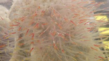 Media type: image;   Invertebrate Zoology 153512 Description: live specimen;